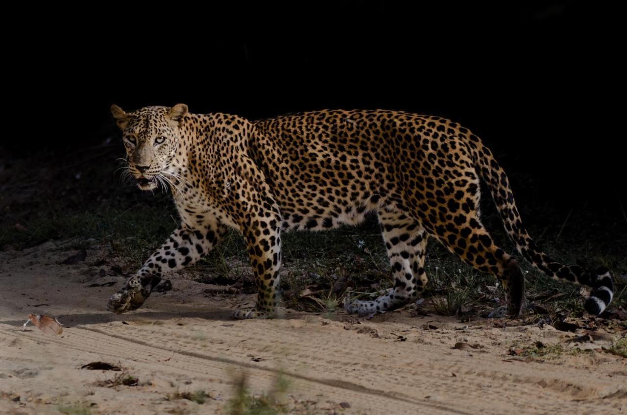 Leopard Trails Yala Hotel Kültér fotó